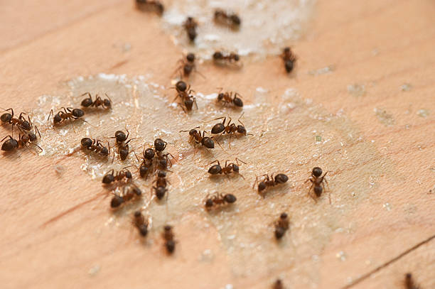 Best Affordable Pest Control Services  in Clark, SD
